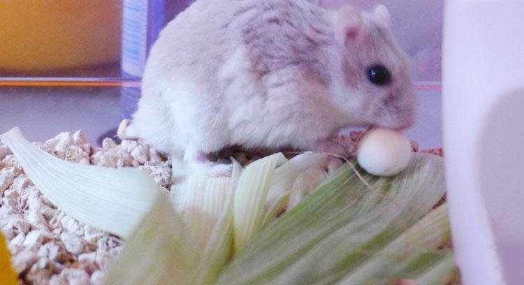 点击大图看下一张：吃东西特别萌的小仓鼠