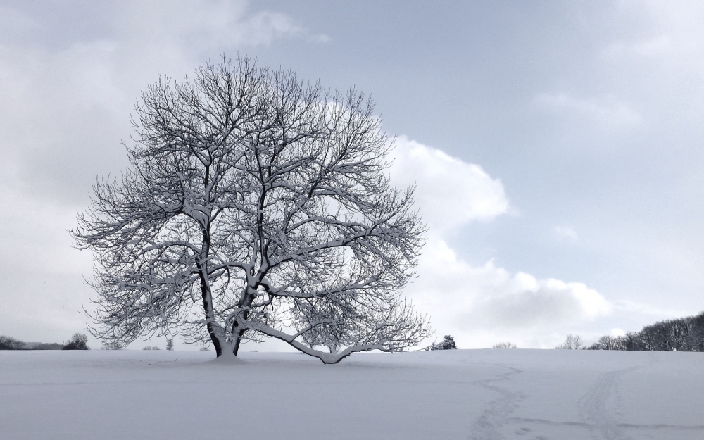 点击大图看下一张：冬日唯美雪树风景图片桌面壁纸