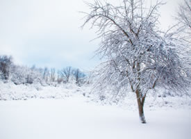 冬日唯美雪树风景图片桌面壁纸