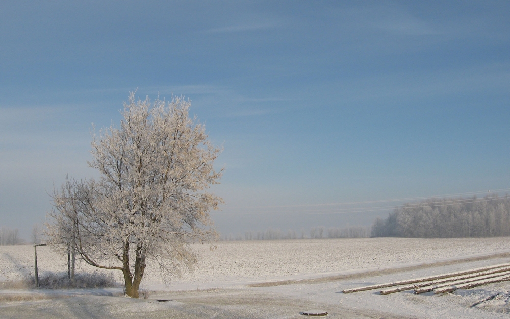 点击大图看下一张：冬日唯美雪树风景图片桌面壁纸