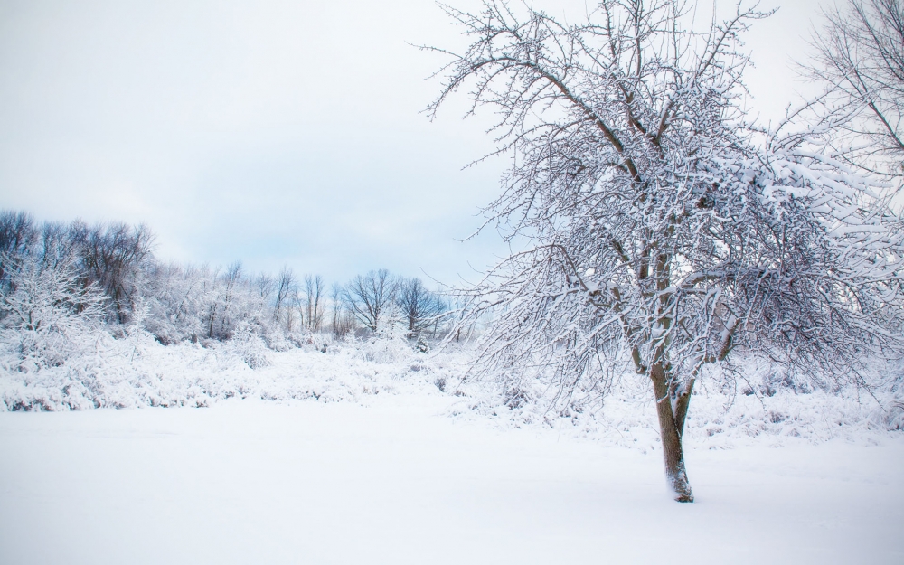 点击大图看下一张:冬日唯美雪树风景图片桌面壁纸