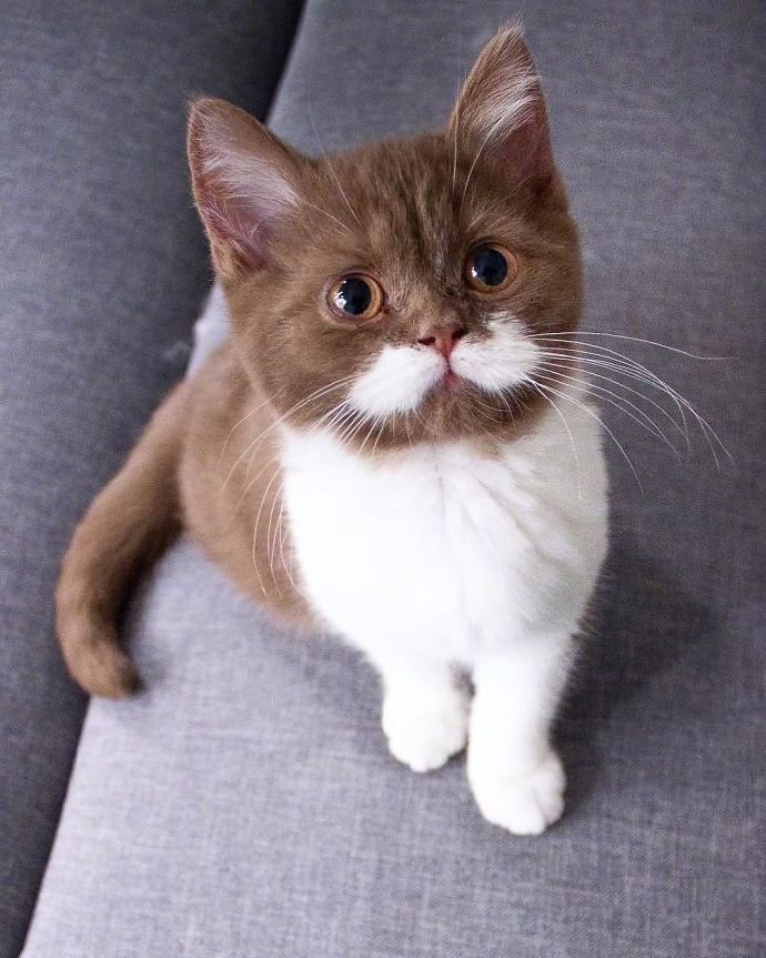 点击大图看下一张：长着小白胡子的猫咪