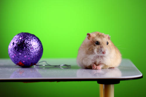 点击大图看下一张：过圣诞的可爱仓鼠图片