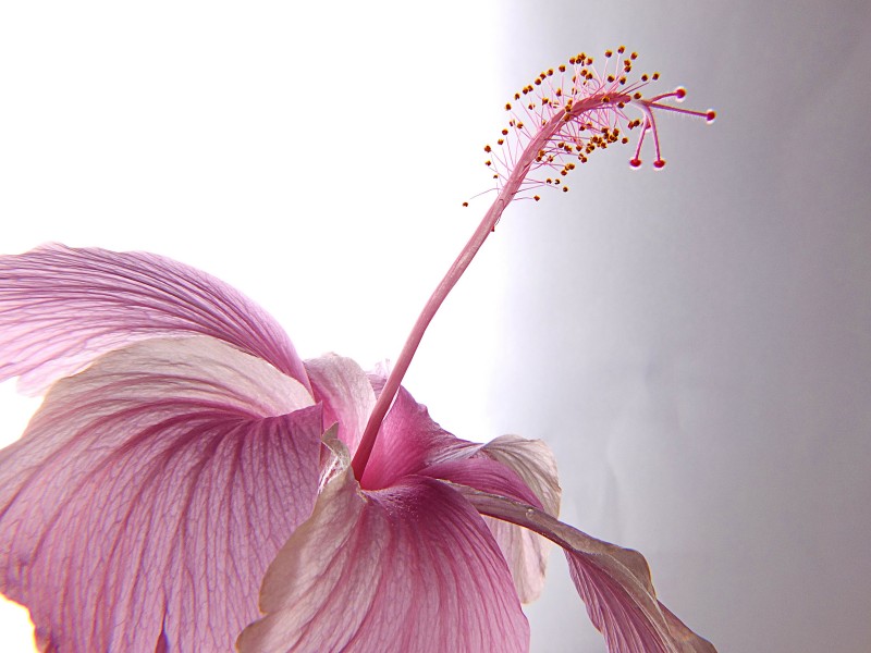 点击大图看下一张：盛开的妖艳锦葵木棉花图片