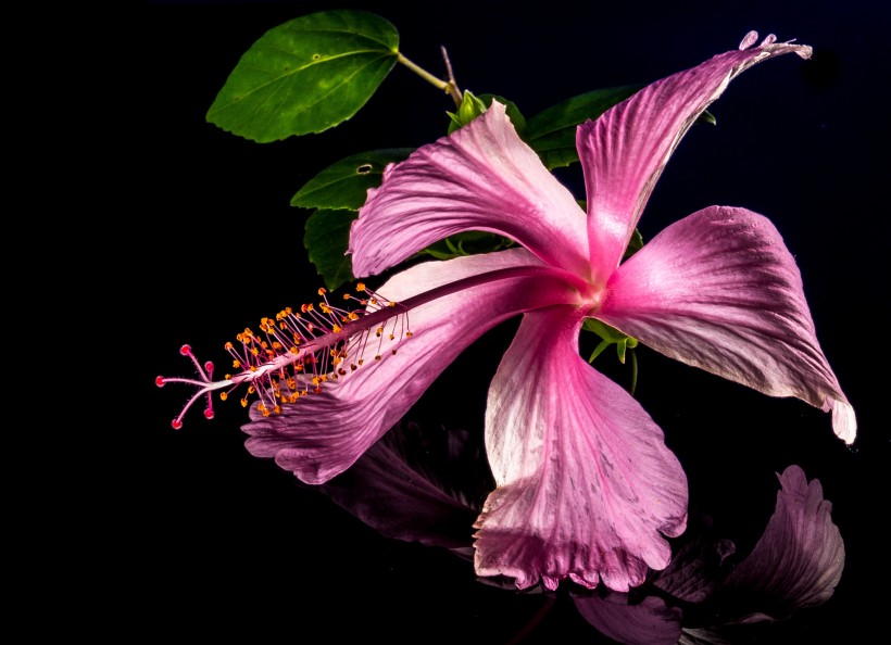 点击大图看下一张：盛开的妖艳锦葵木棉花图片