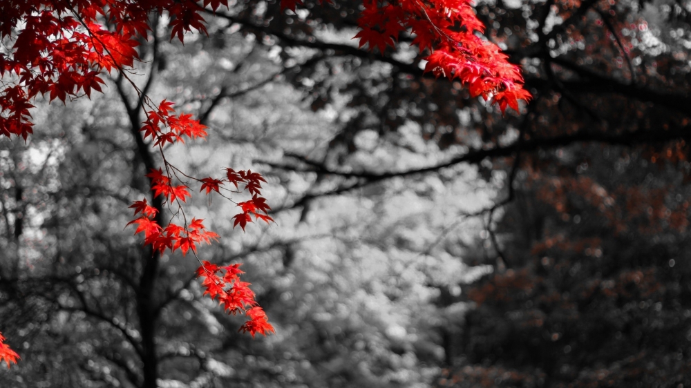点击大图看下一张：唯美枫叶秋季风景图片桌面壁纸