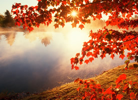 唯美枫叶秋季风景图片桌面壁纸