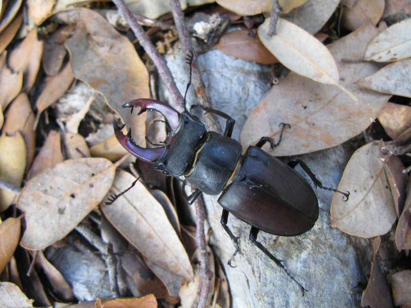 点击大图看下一张：昆虫中的大力士犀牛甲虫图片
