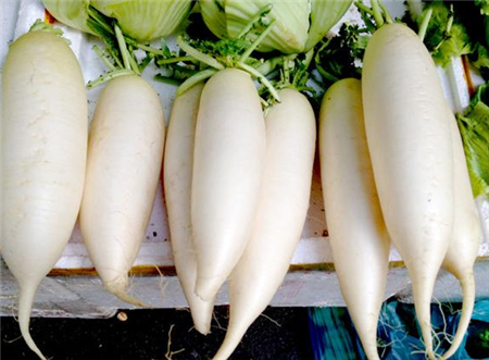 点击大图看下一张：一组健康美味的白萝卜图片