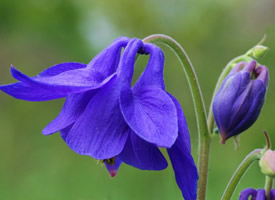 紫色耧斗菜高清图片欣赏