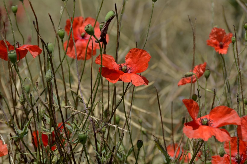 点击大图看下一张：艳丽的大红色罂粟花图片