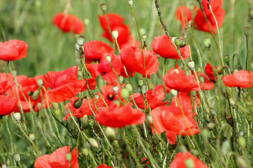 点击大图看下一张：艳丽的大红色罂粟花图片