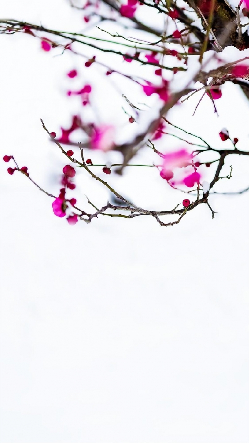 点击大图看下一张：唯美雪梅花卉图片高清手机壁纸