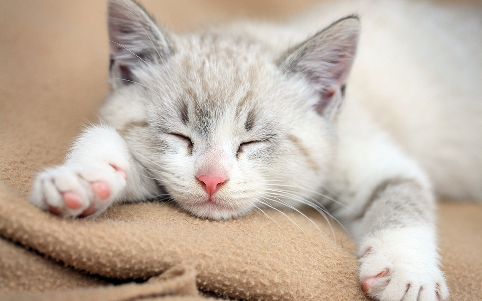 点击大图看下一张：正在睡觉的可爱猫咪图片