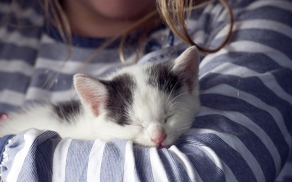 点击大图看下一张：猫咪最美睡姿图片