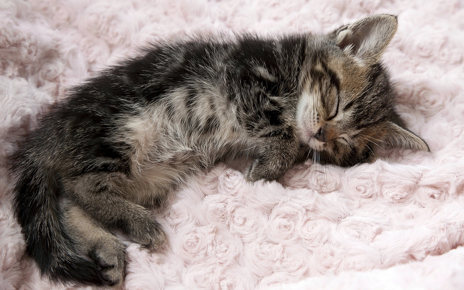 点击大图看下一张：猫咪最美睡姿图片