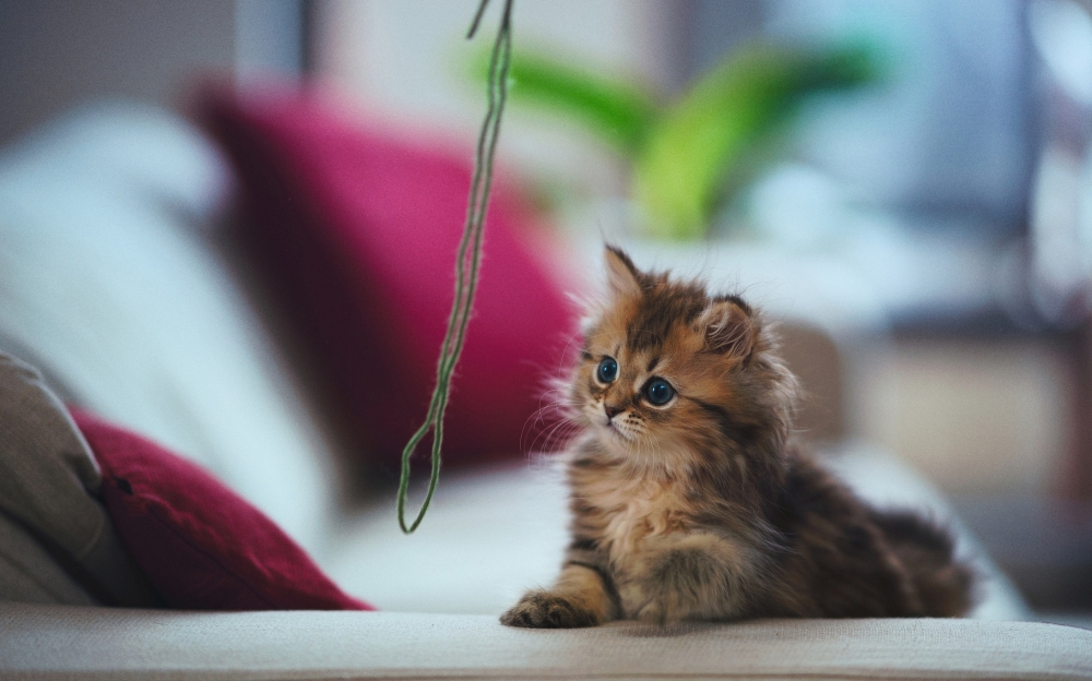 点击大图看下一张：会卖萌可爱的小猫咪图片