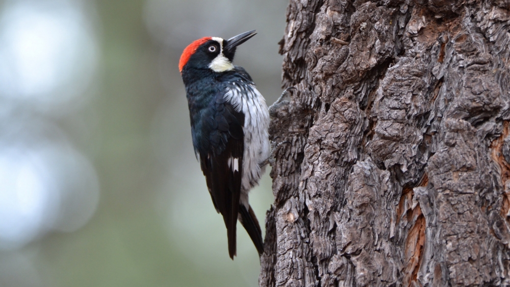点击大图看下一张：可爱的啄木鸟图片