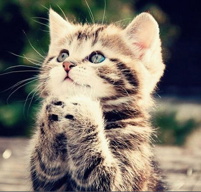 点击大图看下一张：可爱温顺的威尔士小猫图片