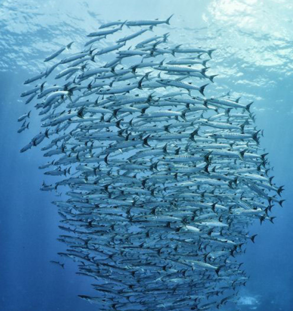 点击大图看下一张：海里的梭鱼图片