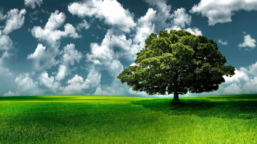点击大图看下一张：唯美大树自然风光图片桌面壁纸