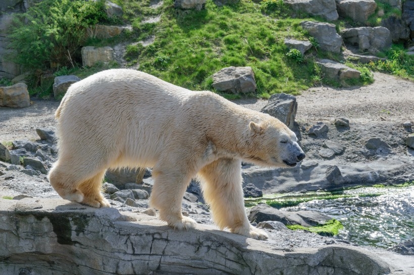 点击大图看下一张：北京动物园北极熊实拍图片