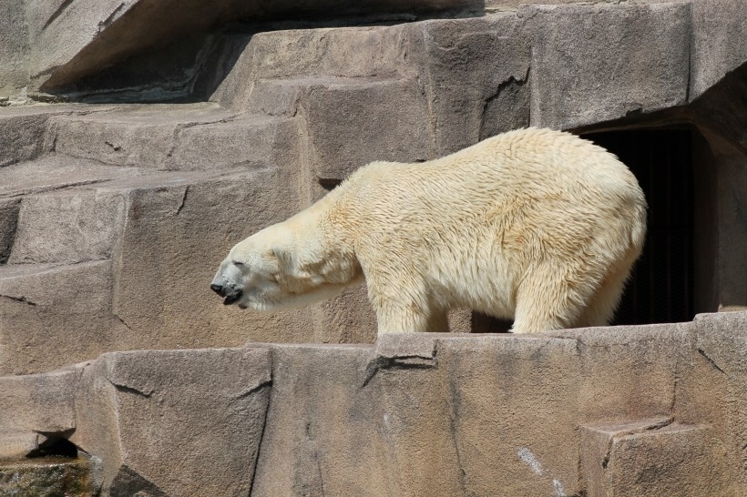 点击大图看下一张：北京动物园北极熊实拍图片