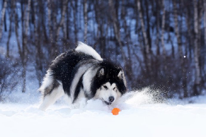点击大图看下一张:一组阿拉斯加在雪地里自在的模样