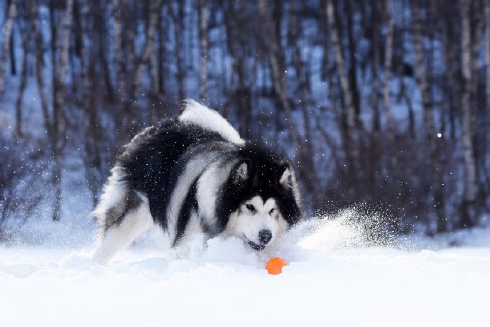 点击大图看下一张：一组阿拉斯加在雪地里自在的模样