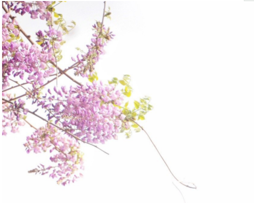 点击大图看下一张：小清新淡雅的紫藤花图片