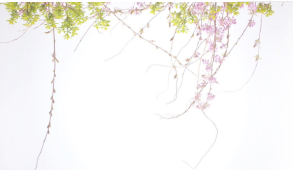 点击大图看下一张：小清新淡雅的紫藤花图片