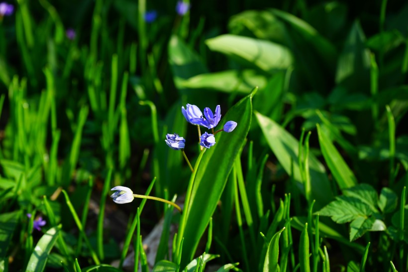 点击大图看下一张：小清新淡雅的紫色蓝星花图片