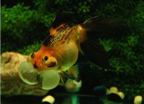 点击大图看下一张：慢慢游着的包金金鱼图片