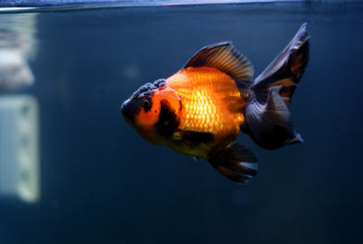 点击大图看下一张：慢慢游着的包金金鱼图片
