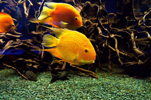 点击大图看下一张：一组黄色的小金鱼图片