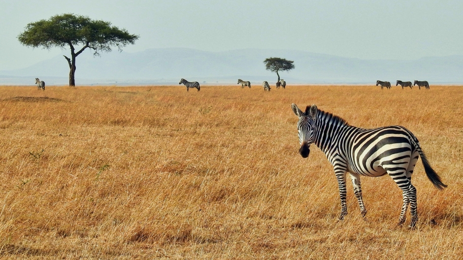 点击大图看下一张：非洲草原斑马图片大全