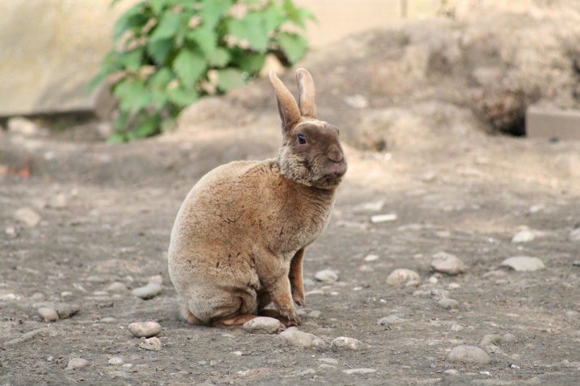 点击大图看下一张：毛茸茸的呆萌兔子图片