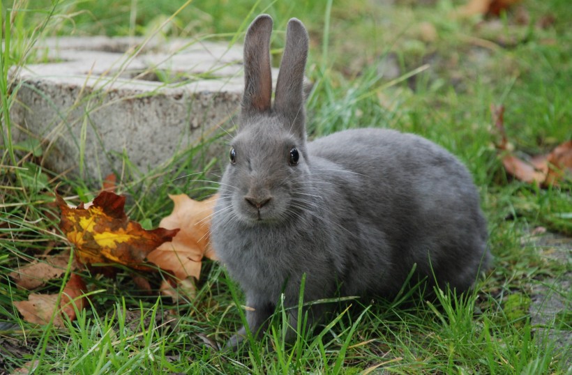点击大图看下一张：毛茸茸的呆萌兔子图片