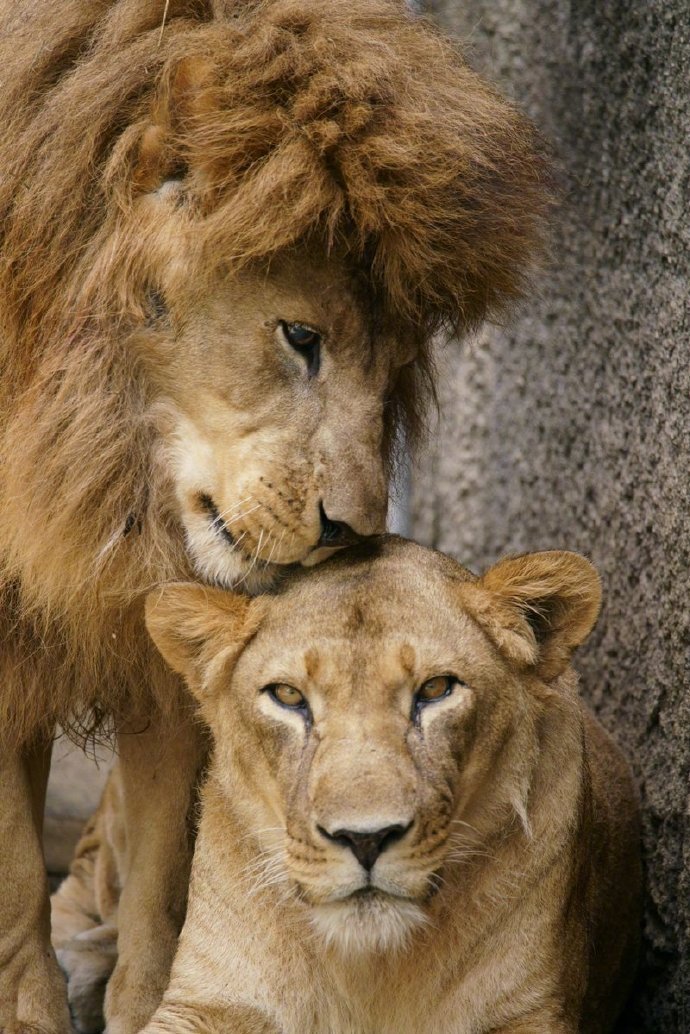 点击大图看下一张：一组超腻歪的的两只狮子