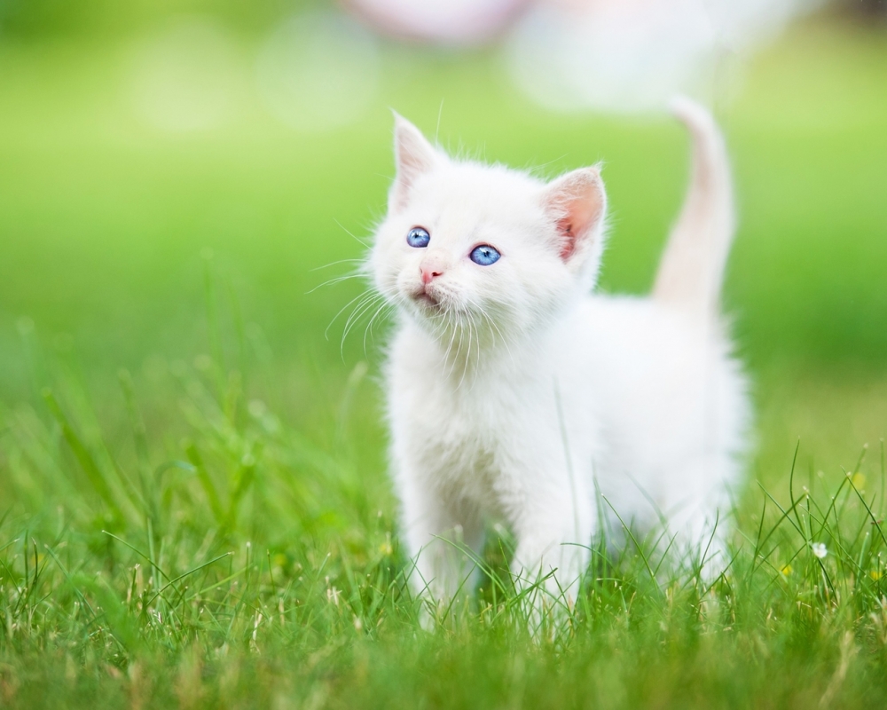 点击大图看下一张：超萌超可爱的小猫咪