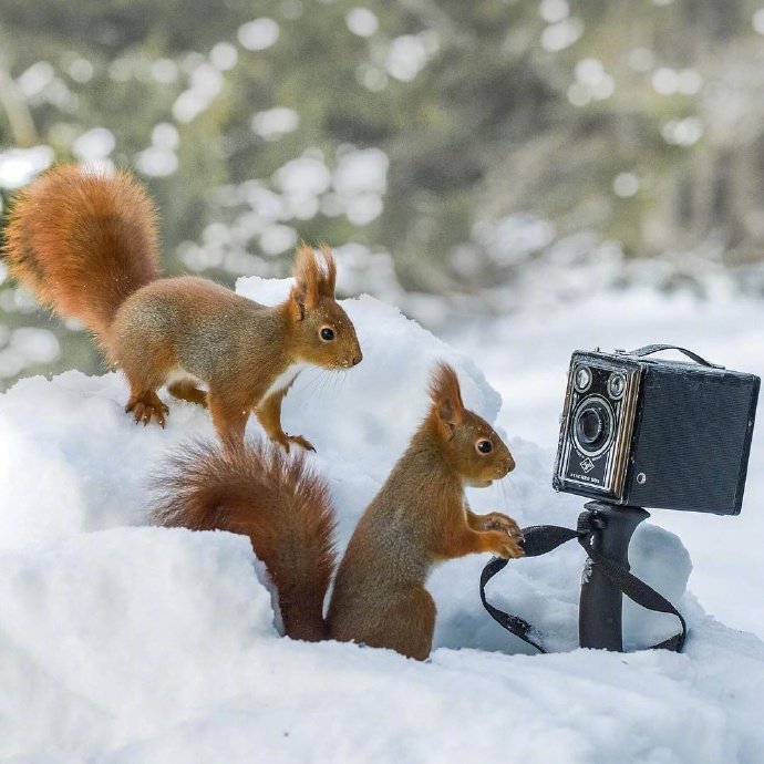 点击大图看下一张：雪地里超唯美的松鼠图片