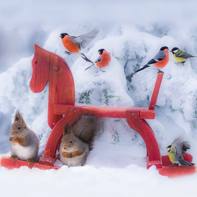 点击大图看下一张：雪地里超唯美的松鼠图片