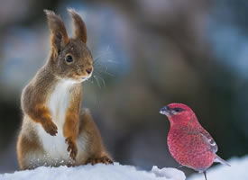 雪地里超唯美的松鼠图片