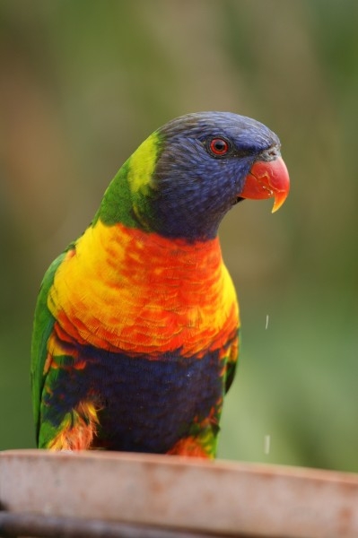 点击大图看下一张：漂亮的彩色鹦鹉图片