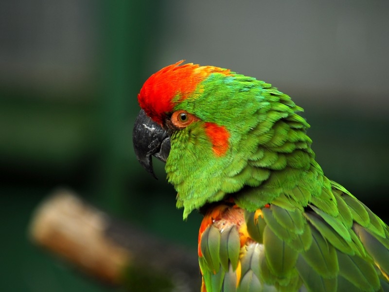 点击大图看下一张：漂亮的彩色鹦鹉图片