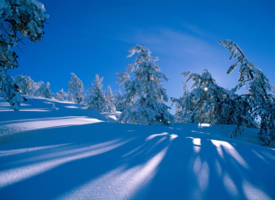 洁白漂亮的雪景图片