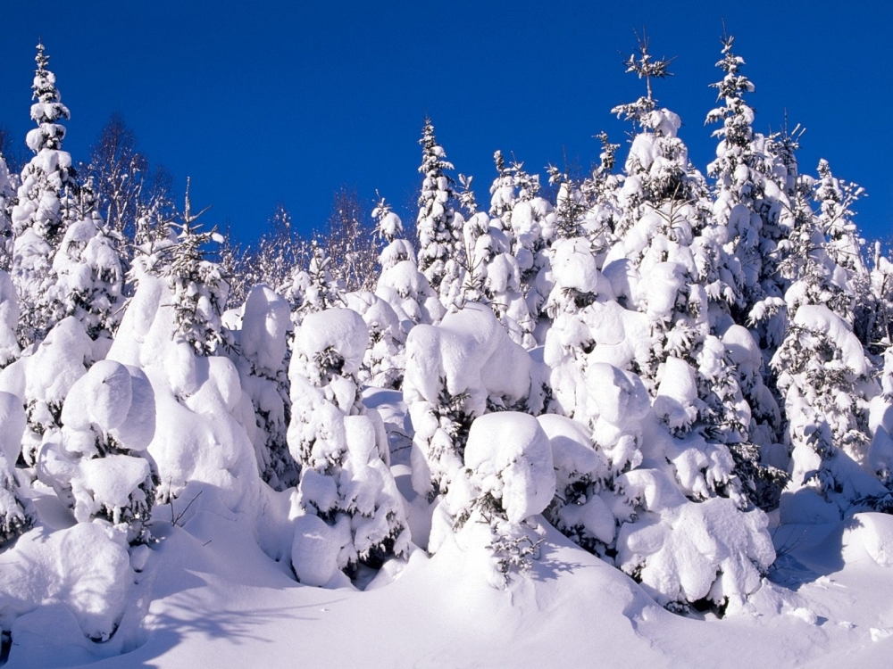 点击大图看下一张：洁白漂亮的雪景图片