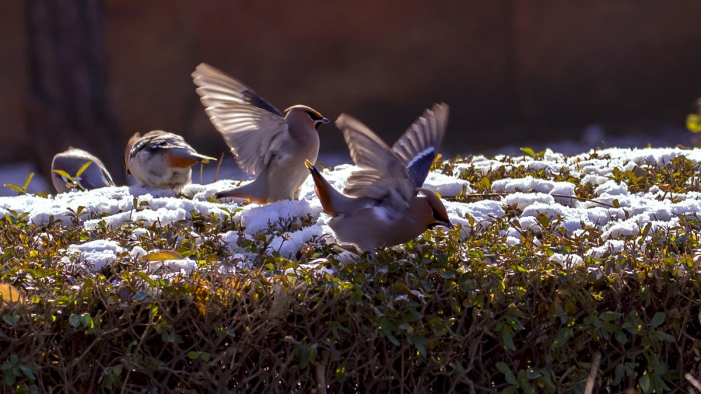 点击大图看下一张：一组可爱机灵的太平鸟图片