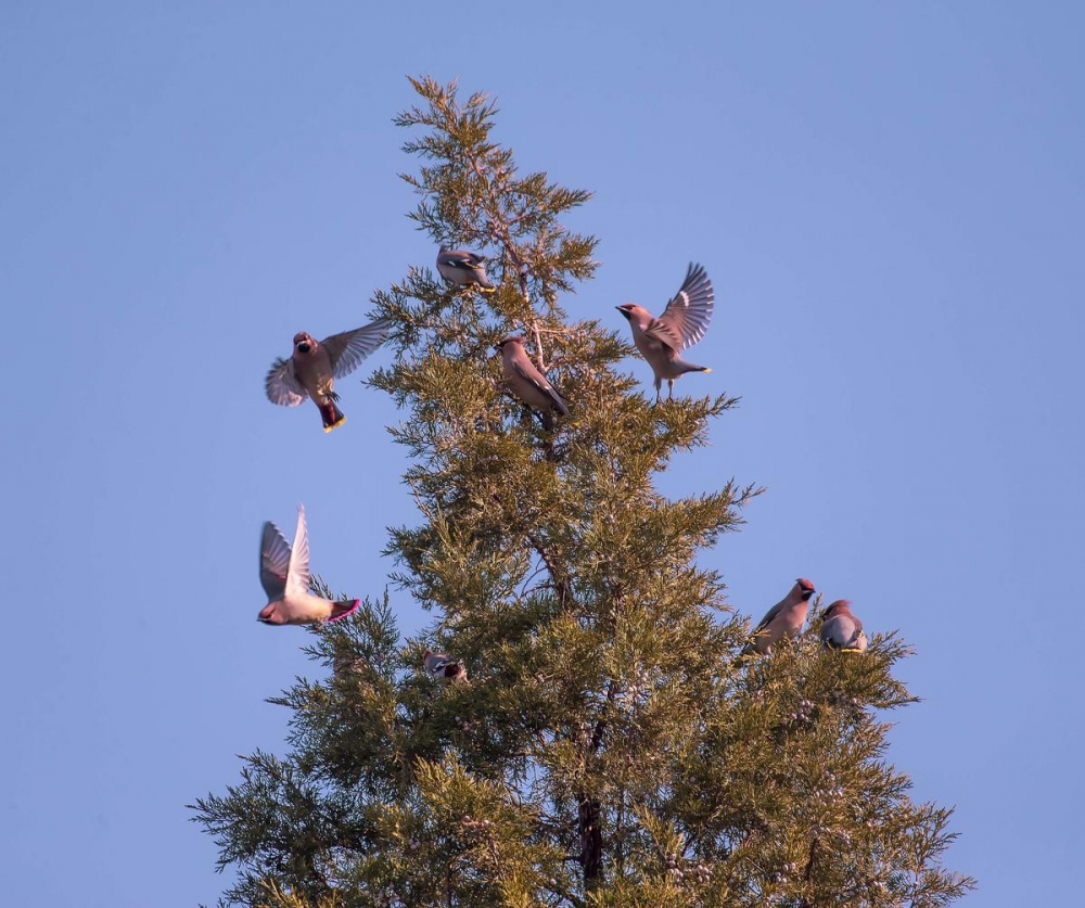 点击大图看下一张：一组可爱机灵的太平鸟图片