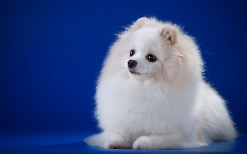点击大图看下一张：可爱呆萌的斯皮茨犬图片